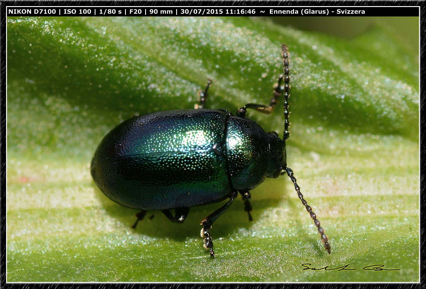 Gastrophysa viridula